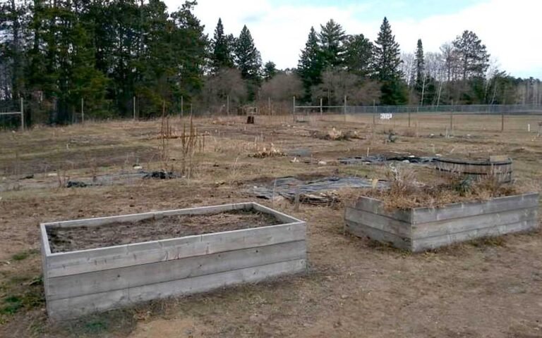 First COVID-19, then a drought: Pine River-Backus Community Garden needs help recovering